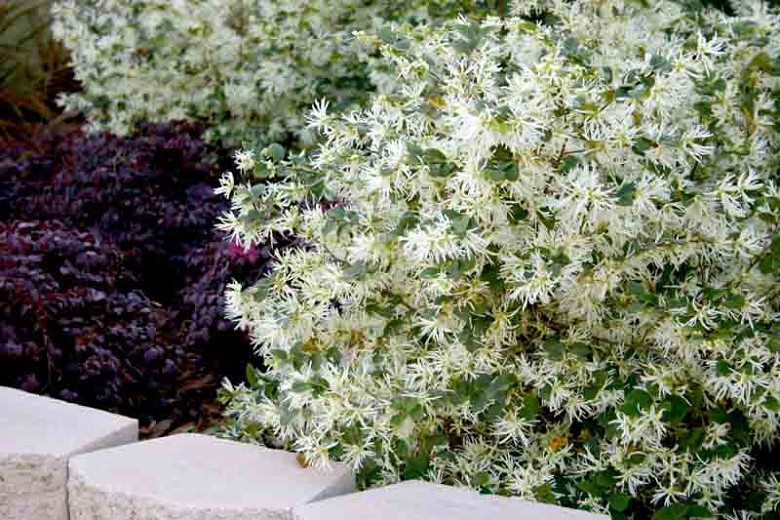 Loropetalum chinense Emerald Snow (Chinese Fringe Flower)