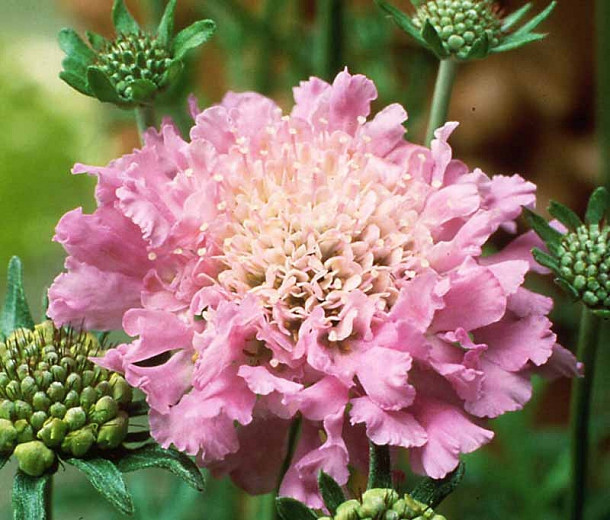 Scabiosa Pink Mist (Pincushion Flower)
