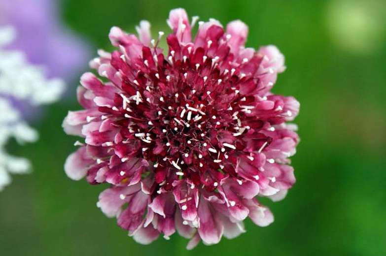 Scabiosa atropurpurea Beaujolais Bonnets (Pincushion Flower)