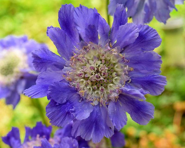 Scabiosa caucasica Fama Deep Blue (Pincushion Flower)