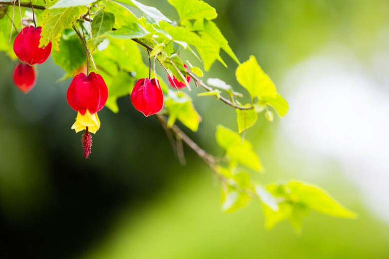 Abutilon megapotamicum (Trailing Abutilon)