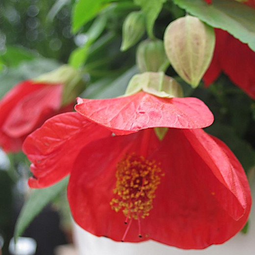 Abutilon Lucky Lantern Red (Flowering Maple)