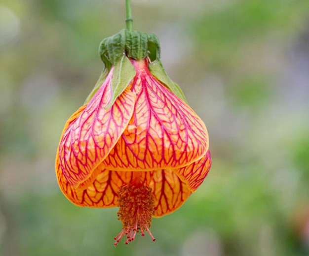 Abutilon striatum (Red Vein Indian Mallow)