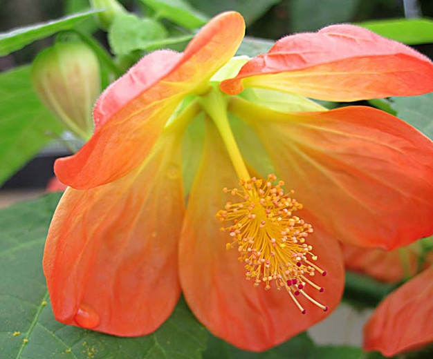 Abutilon Lucky Lantern Tangerine (Flowering Maple)