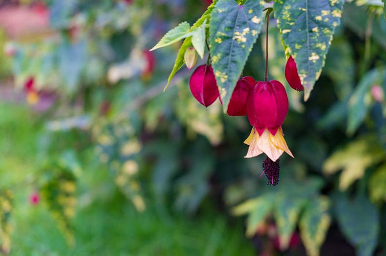 Abutilon megapotamicum Variegatum (Trailing Abutilon)