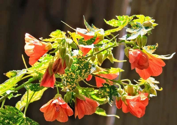 Abutilon pictum Thompsonii (Painted Abutilon)