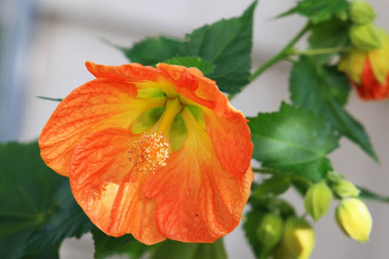 Abutilon Victor Reiter (Flowering Maple)