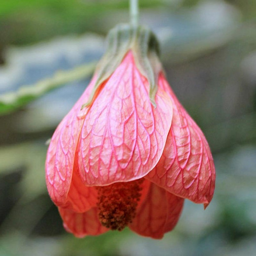 Abutilon Souvenir de Bonn (Flowering Maple)