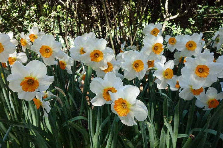 Narcissus Barrett Browning (Small-Cupped Daffodil)