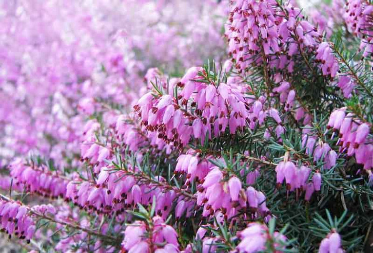 Erica carnea Springwood Pink (Winter Heath)
