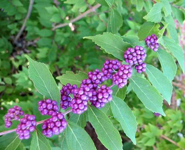 Callicarpa dichotoma Issai (Purple Beautyberry)