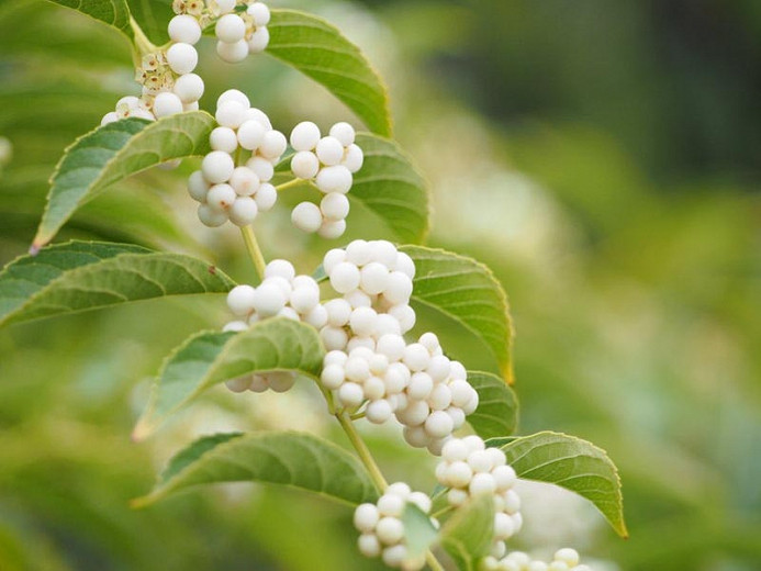 Callicarpa dichotoma f. albifructa (White Beautyberry)