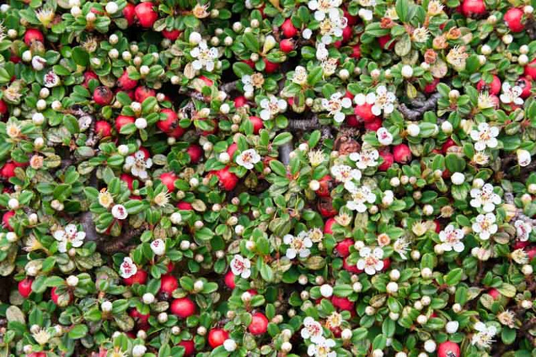Cotoneaster dammeri (Bearberry Cotoneaster)