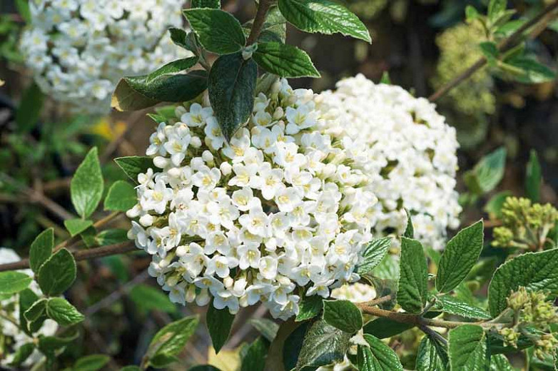 Viburnum × burkwoodii (Burkwood Viburnum)