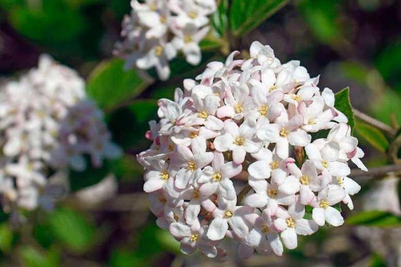 Viburnum × burkwoodii Mohawk (Burkwood Viburnum)