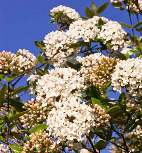 Viburnum × burkwoodii Conoy (Burkwood Viburnum)