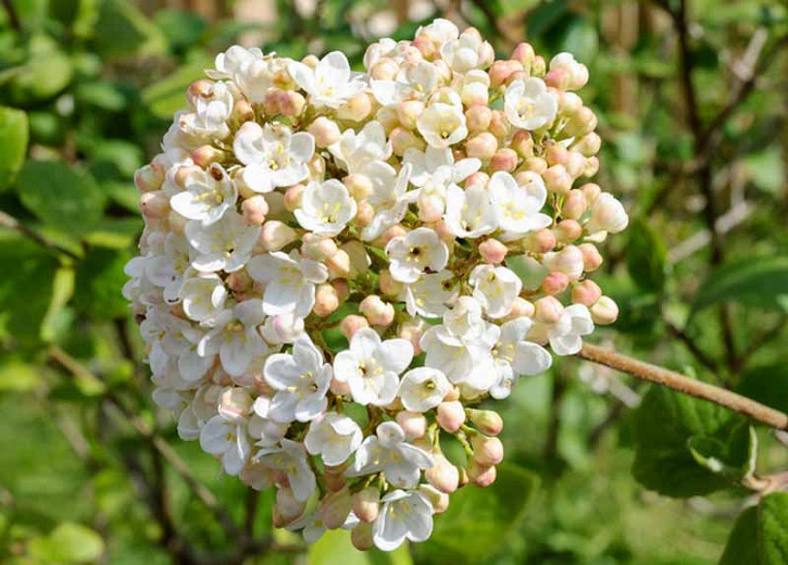 Viburnum × carlcephalum (Fragrant Snowball)