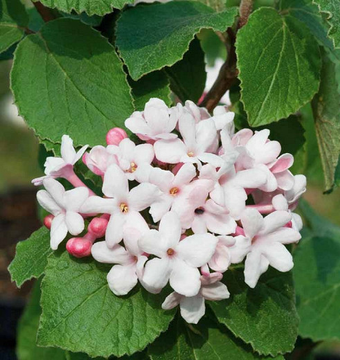 Viburnum carlesii Aurora (Koreanspice Viburnum)