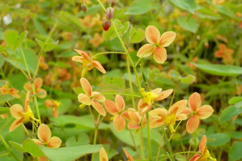 Epimedium × warleyense Orangekönigin (Barrenwort)