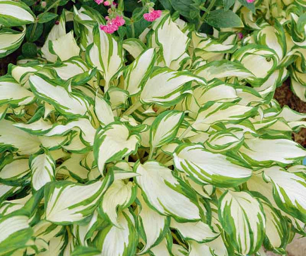 Hosta undulata var. undulata (Wavy Plantain Lily)