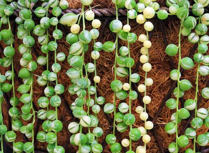 Senecio rowleyanus (String of Pearls)
