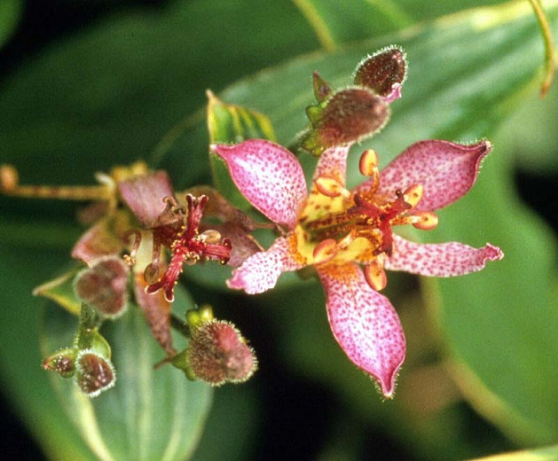 Tricyrtis formosana Samurai (Toad Lily)