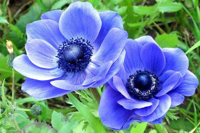 Anemone coronaria Blue Poppy