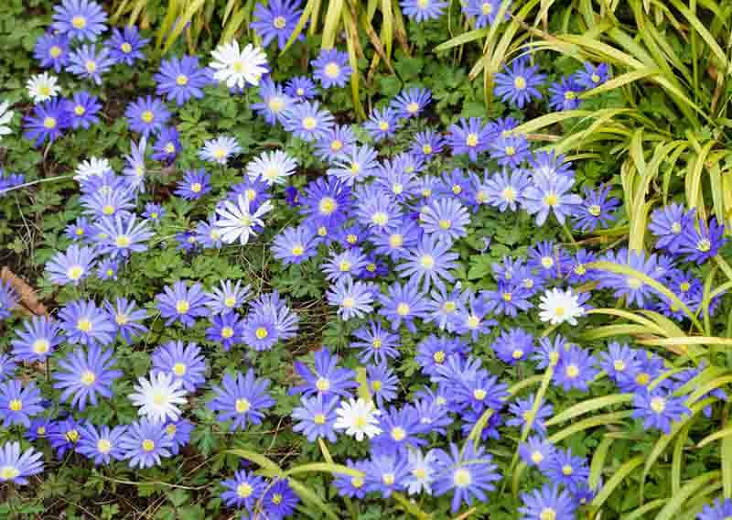 Anemone blanda Blue Star (Grecian Windflower)