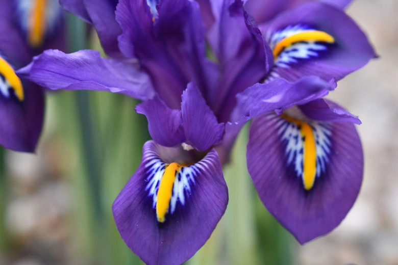 Iris Scent Sational (Dwarf Iris)