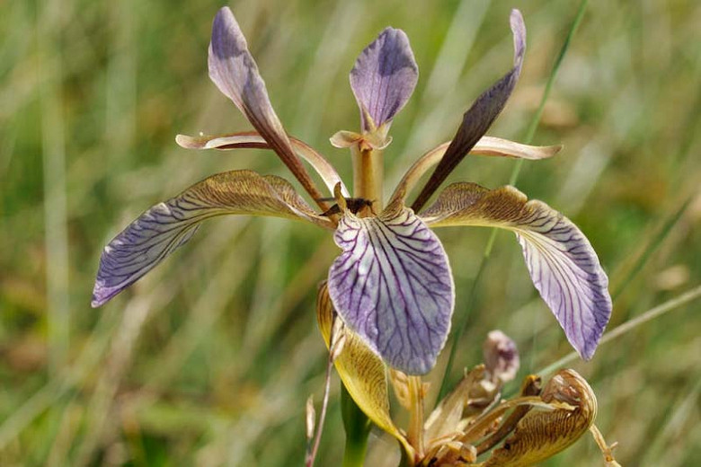 Iris foetidissima (Stinking Iris)
