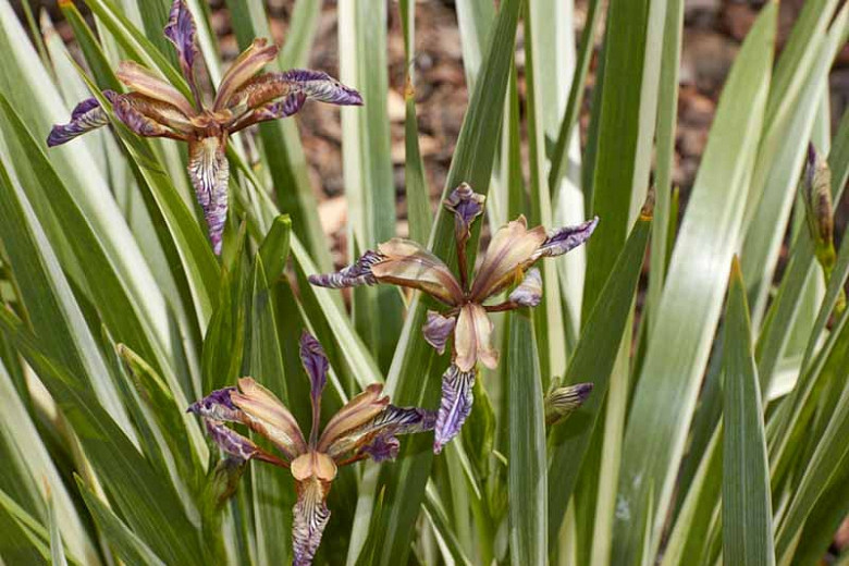 Iris foetidissima Variegata (Variegated Stinking Iris)