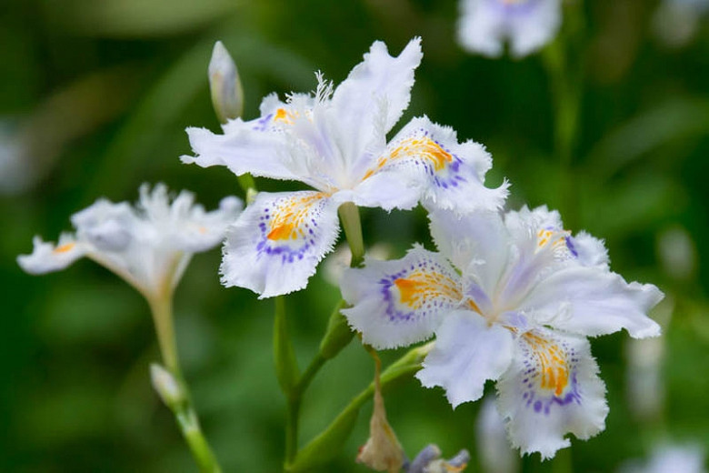 Iris japonica (Fringed Iris)
