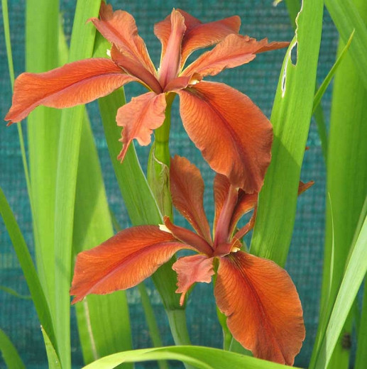 Iris fulva (Copper Iris)