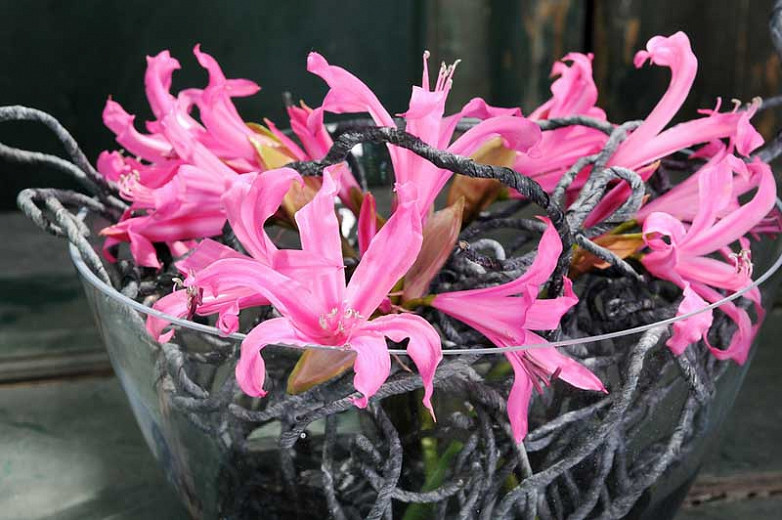 Nerine bowdenii (Guernsey Lily)