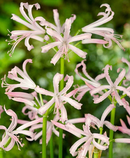 Nerine bowdenii Albivetta (Guernsey Lily)