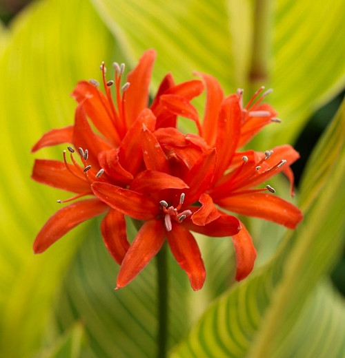 Nerine sarniensis (Guernsey Lily)