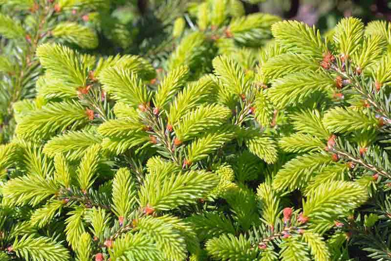 Picea abies Nidiformis (Norway Spruce)