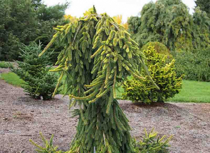 Picea abies Gold Drift (Norway Spruce)