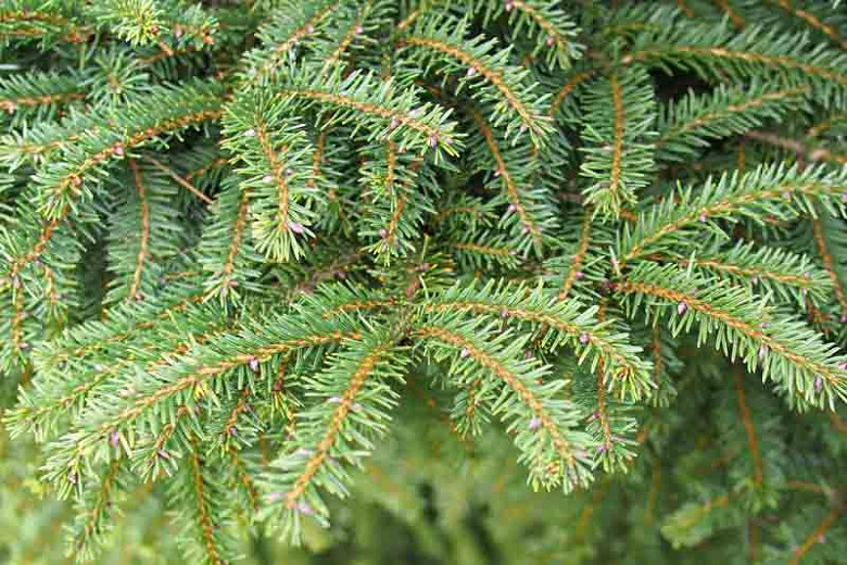 Picea abies Sherwoodii (Norway Spruce)
