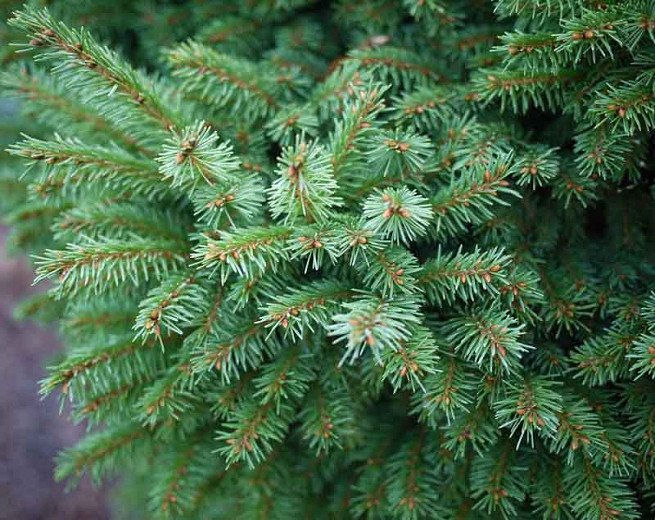 Picea abies Witches Brood (Norway Spruce)