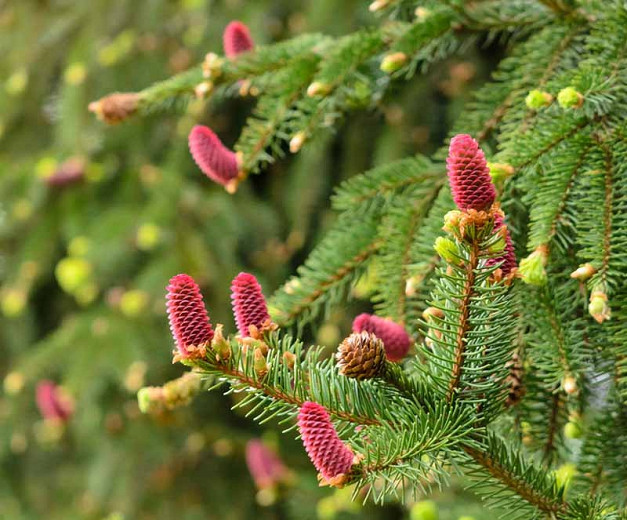 Picea abies Acrocona (Norway Spruce)