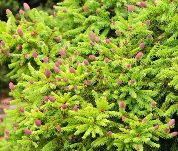 Picea abies Pusch (Norway Spruce)
