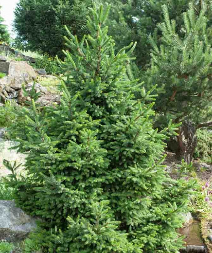 Picea abies Wills Zwerg (Norway Spruce)