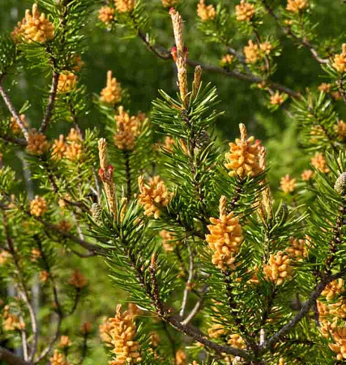Pinus banksiana (Jack Pine)