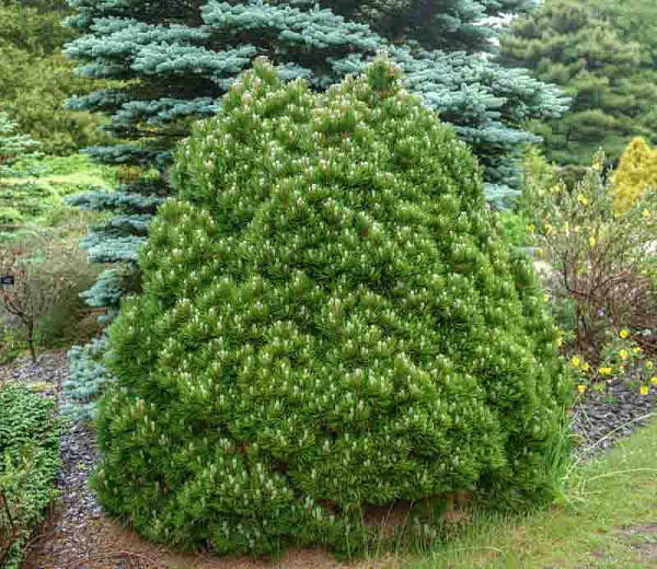 Pinus heldreichii Smidtii (Bosnian Pine)
