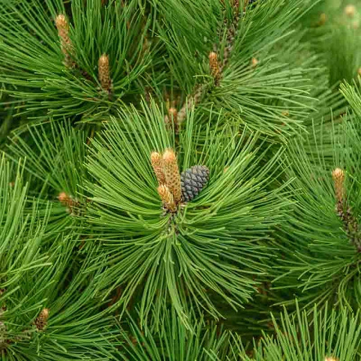 Pinus heldreichii Malink (Bosnian Pine)