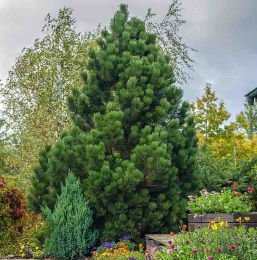 Pinus heldreichii Compact Gem (Bosnian Pine)