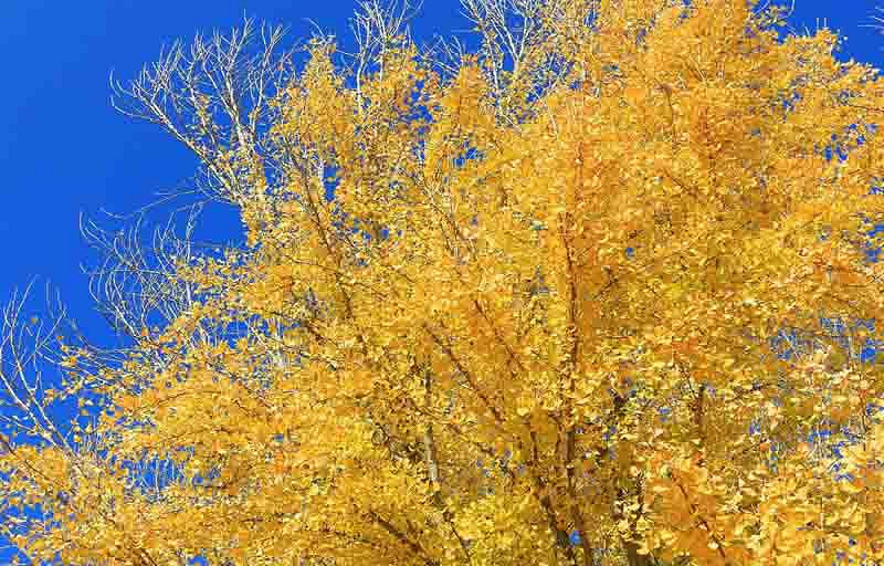 Ginkgo biloba Autumn Gold (Maidenhair Tree)