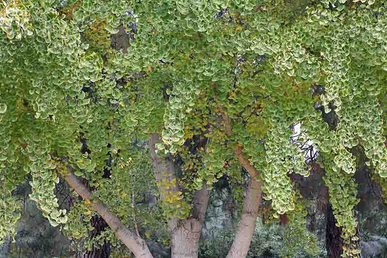Ginkgo biloba Fairmont (Maidenhair Tree)