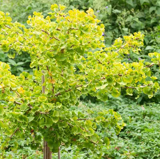 Ginkgo biloba Mariken (Maidenhair Tree)